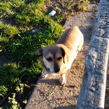 Beckman Dog Park photo 1